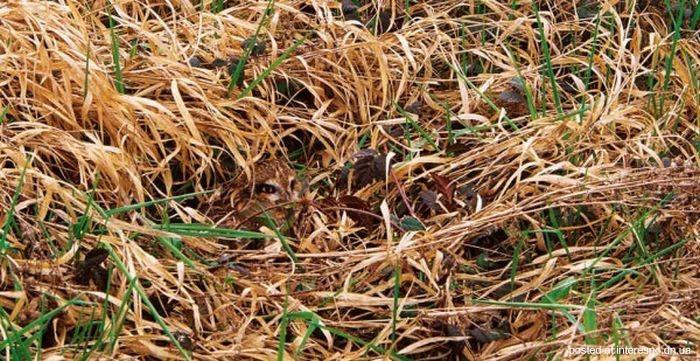 природный камуфляж