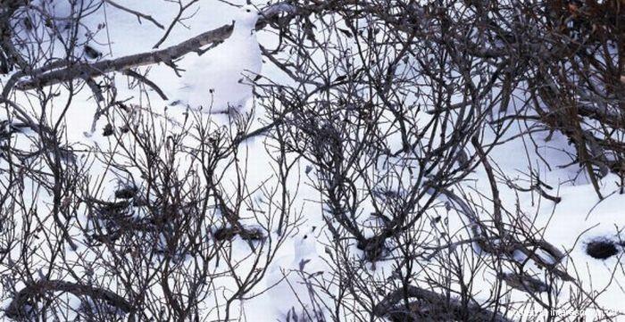 природный камуфляж