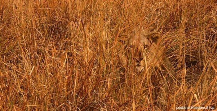 природный камуфляж