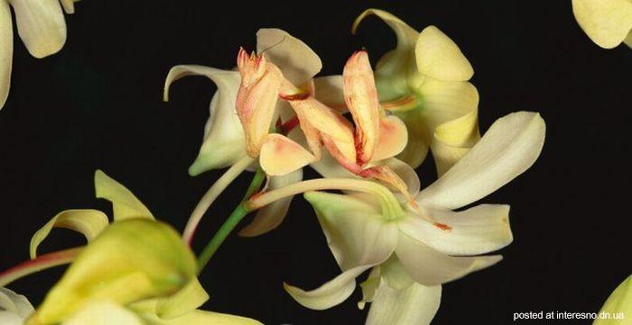 природный камуфляж