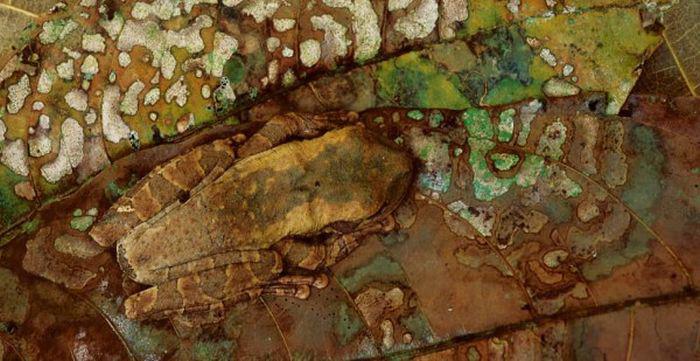 природный камуфляж