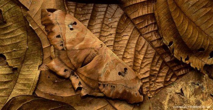 природный камуфляж