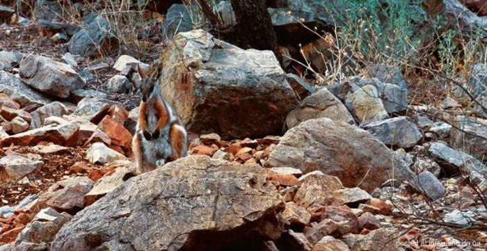 природный камуфляж