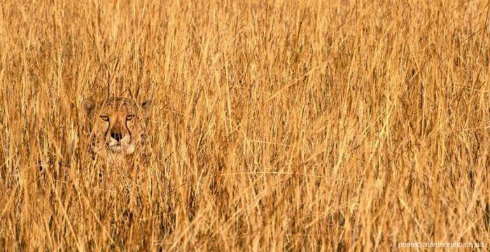 природный камуфляж