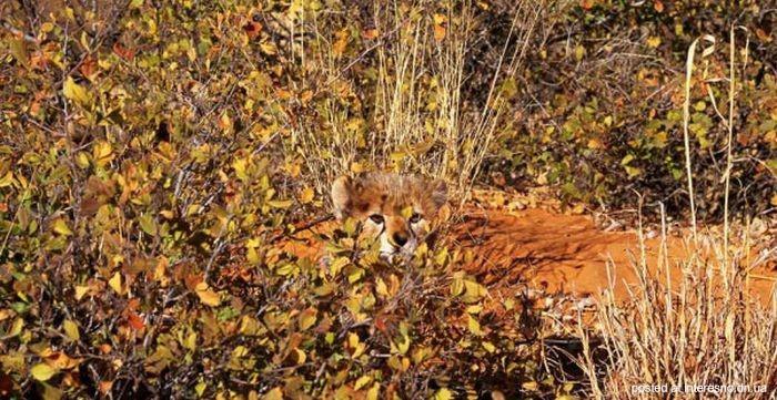 природный камуфляж