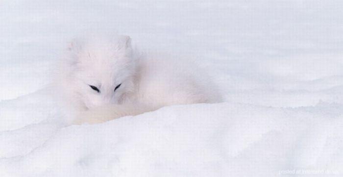 природный камуфляж