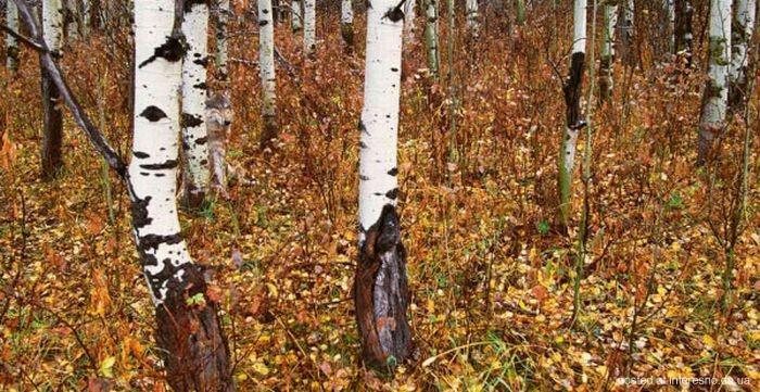 природный камуфляж