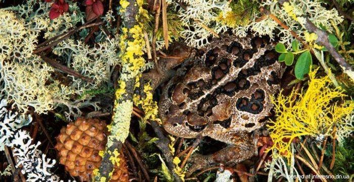 природный камуфляж