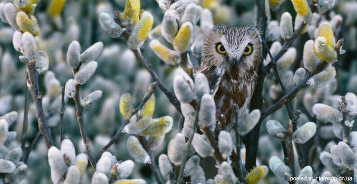 природный камуфляж