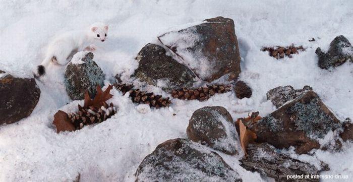 природный камуфляж