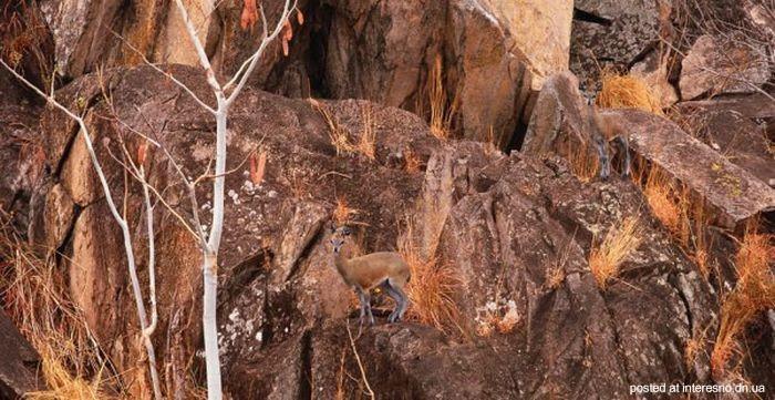 природный камуфляж