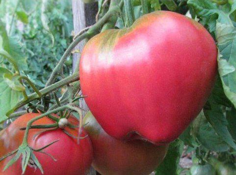 Как вырастить помидоры сладкими