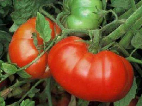 Как вырастить помидоры сладкими