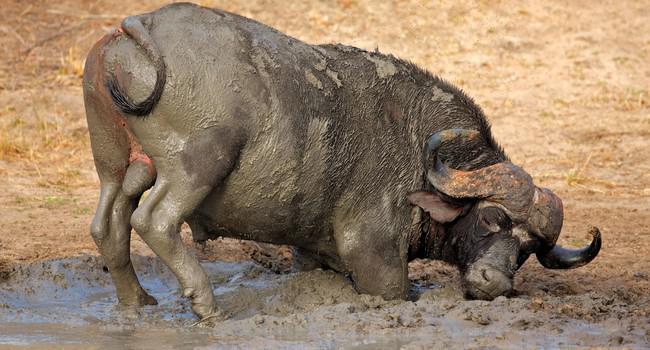 Африканский буйвол. Фото EcoPic - Depositphotos 