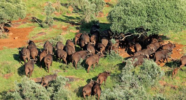 Блог Павла Аксенова. Африканский буйвол. Фото EcoPic - Depositphotos 