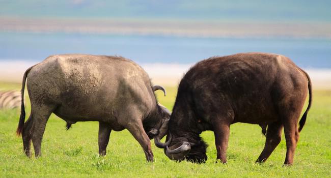 Блог Павла Аксенова. Африканский буйвол. Buffalos in Ngorongoro conservation area. Фото Shalamov - Depositphotos 