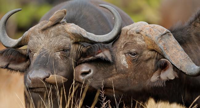 Блог Павла Аксенова. Африканский буйвол. Фото EcoPic - Depositphotos 