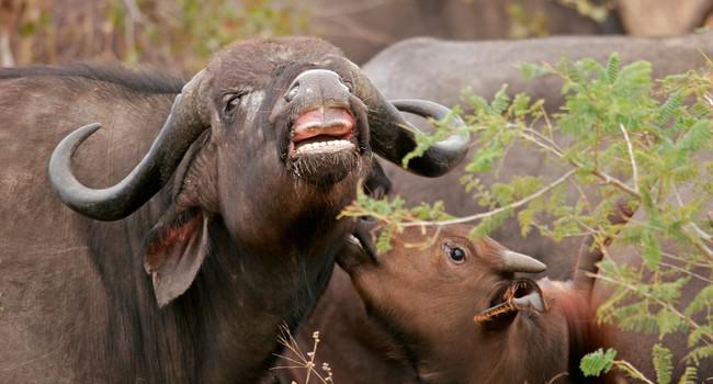  Африканский буйвол. Фото EcoPic - Depositphotos 