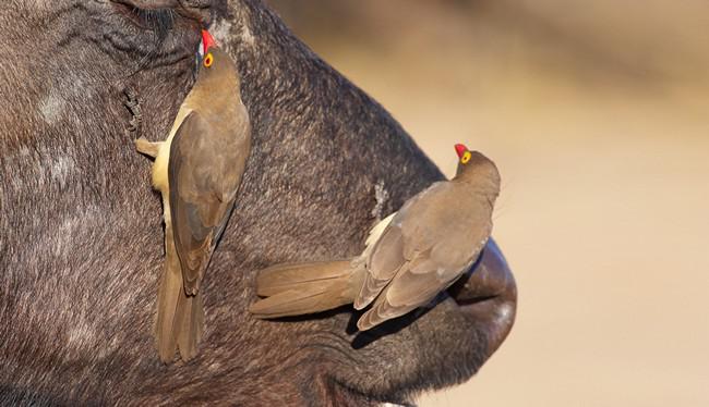 Блог Павла Аксенова. Африканский буйвол. Фото hedrus - Depositphotos 