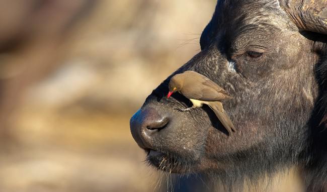 Африканский буйвол. Фото hedrus - Depositphotos 