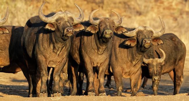  Африканский буйвол. Фото EcoPic - Depositphotos 