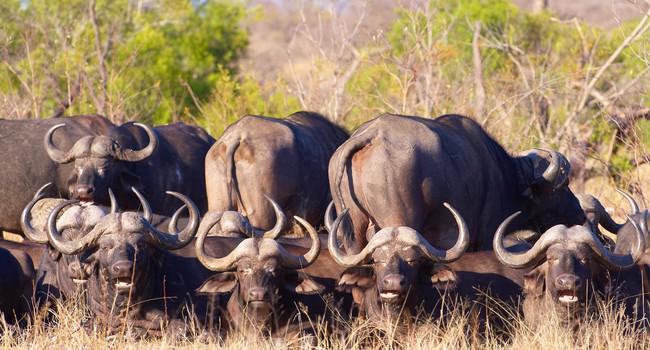 Блог Павла Аксенова. Африканский буйвол. Фото hedrus - Depositphotos 