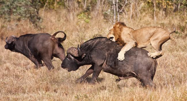 Блог Павла Аксенова. Африканский буйвол. Фото AOosthuizen - Depositphotos 