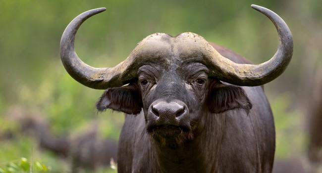 Блог Павла Аксенова. Африканский буйвол. Фото JohanSwanepoel - Depositphotos 