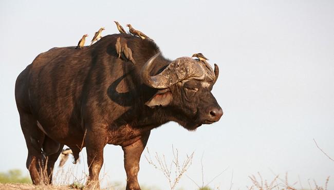 Африканский буйвол. Фото hedrus - Depositphotos 