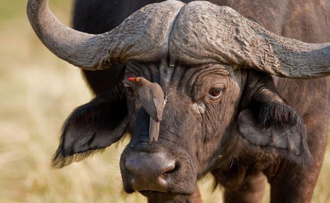 Блог Павла Аксенова. Африканский буйвол. African buffalo in souther Africa. Фото Herbert Kratky Depositphotos 