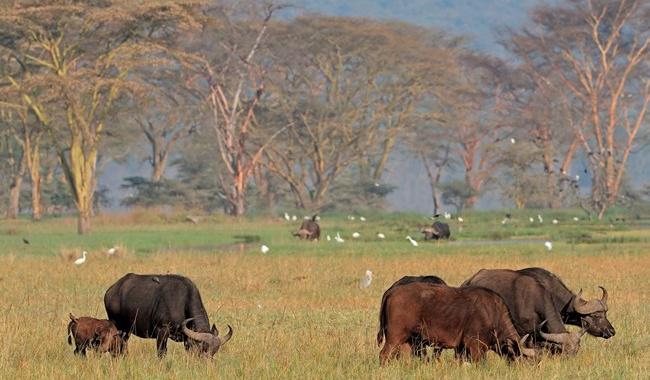 Африканский буйвол. Фото EcoPic - Depositphotos 