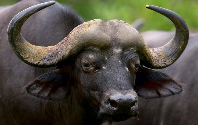Африканский буйвол. Фото 