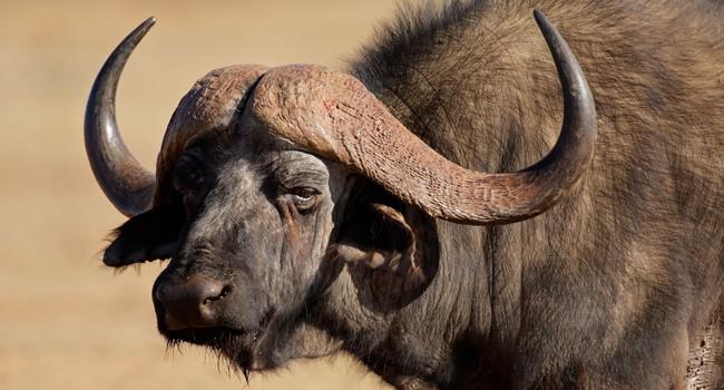 Блог Павла Аксенова. Африканский буйвол (лат. Syncerus caffer, англ. African buffalo). Фото EcoPic - Depositphotos 