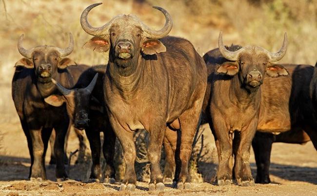 Африканский буйвол. Фото EcoPic - Depositphotos 