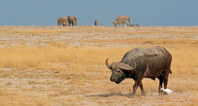 Африканский буйвол. Фото EcoPic - Depositphotos 