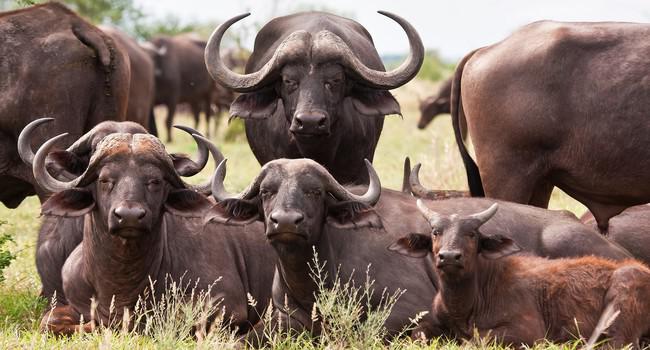 Блог Павла Аксенова. Африканский буйвол. Фото AOosthuizen - Depositphotos 