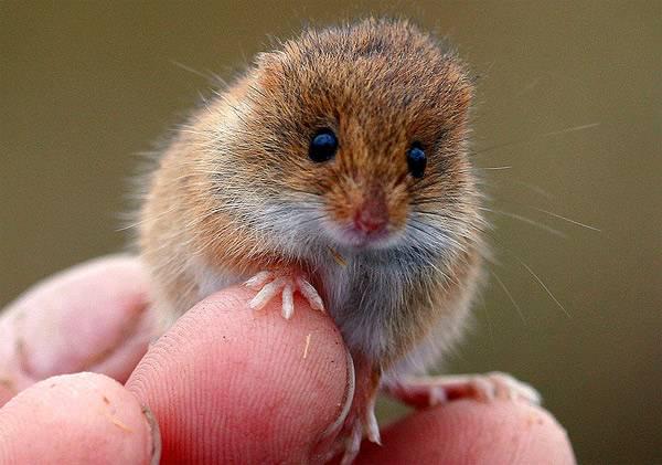 Тайная жизнь мышек-малюток в поле