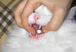 kak dat tabletki koshke1