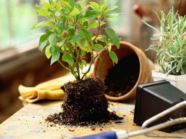 как пересадить комнатные цветы