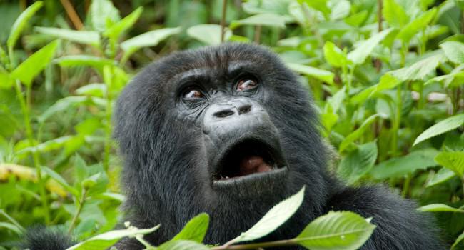 Блог Павла Аксенова. В мире животных. Горилла. Фото naticastillog - Depositphotos 