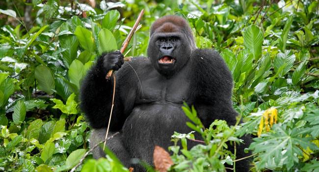 Блог Павла Аксенова. В мире животных. Горилла. Фото GUDKOVANDREY - Depositphotos 