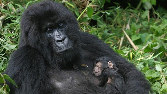 Блог Павла Аксенова. В мире животных. Горилла. Фото erwinf - Depositphotos 