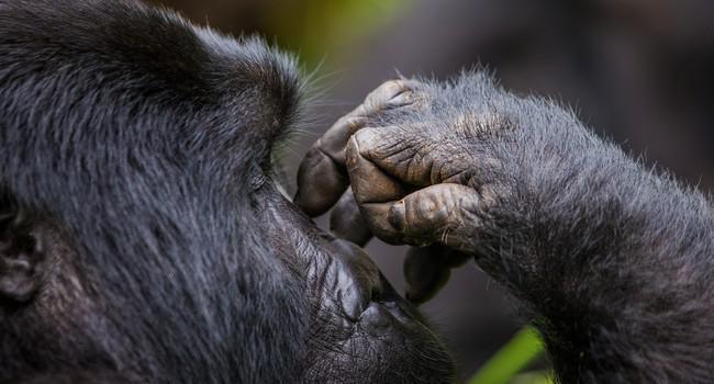 Блог Павла Аксенова. В мире животных. Горилла. Фото GUDKOVANDREY - Depositphotos 