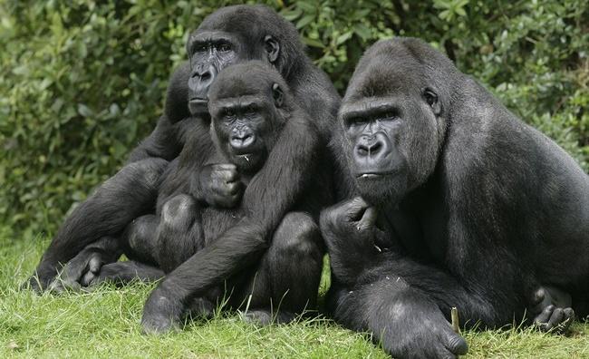 Блог Павла Аксенова. В мире животных. Горилла. Фото mikelane45 - Depositphotos 