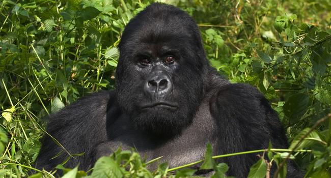 Блог Павла Аксенова. В мире животных. Горилла. Фото erwinf - Depositphotos 