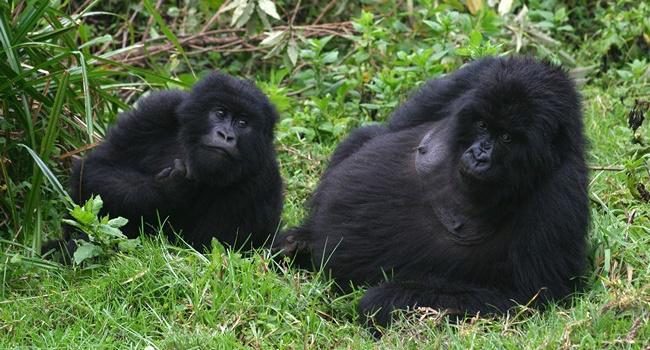 Блог Павла Аксенова. В мире животных. Горилла. Фото erwinf - Depositphotos 