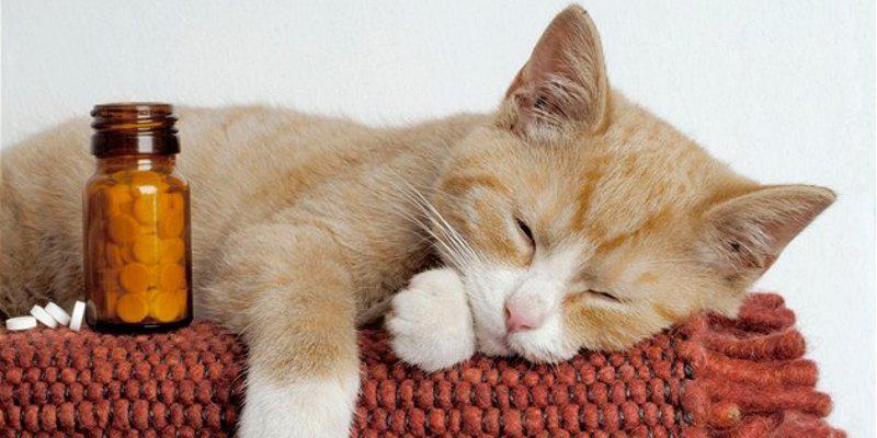 Препараты для кошек и котят - ветеринарная аптечка у вас дома