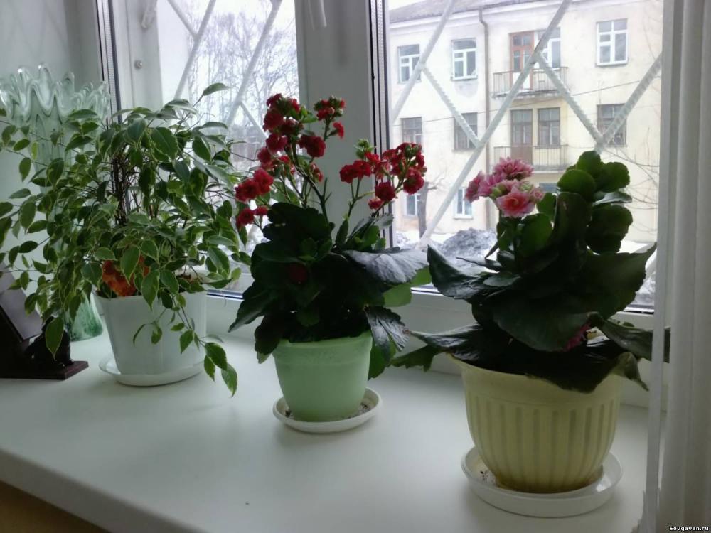 Как правильно подобрать растения для дома!