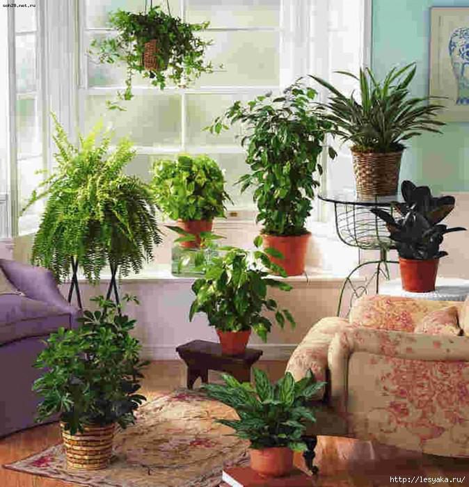 В чем нуждаются комнатные растения в конце осени!