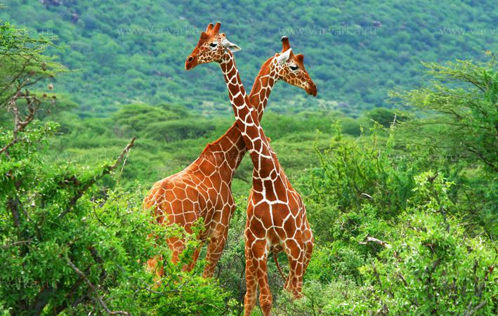 Удивительные факты о жирафах